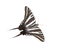 Zebra swallowtail butterfly - Protographium marcellus - isolated cutout on white background