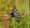 Zebra swallowtail butterfly - Protographium marcellus - perfect dorsal view - Cnidoscolus stimulosus