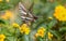 Zebra Swallowtail Butterfly on Yellow Lantana Flower, Florida