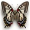 Zebra Swallowtail (Eurytides marcellus) Butterfly