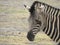 Zebra symbiosis