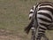 Zebra tail waving, Kenya