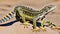 Zebra-tailed dragon Lizard hot desert habitat colorful
