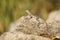 Zebra-tailed lizard sunning on a granite rock