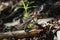 Zebra-tailed Lizard, Tavernier, Key Largo, Florida