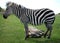 Zebra taking afternoon nap