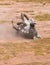 Zebra taking dust bath