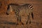 Zebra in Tarangire NP Tanzania