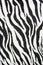 Zebra textile texture