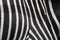 Zebra texture