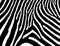 Zebra texture