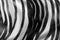 Zebra texture