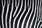 Zebra texture