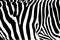 Zebra texture