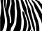 Zebra texture