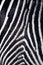 Zebra texture