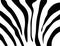 Zebra texture Black and White