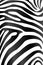 Zebra texture,Black&white background,cover webpage,poster or ban