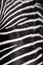 Zebra texture (real)