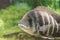 Zebra tilapia close-up in a large aquarium on a green background.