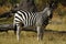 Zebra Togetherness