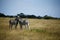 Zebra Togetherness Laughing Scratching