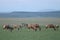 Zebra and topis standing in the african savannah.