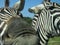 A zebra trying to eat my camera.