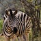 Zebra trying to hide behind some branches