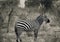 Zebra In Tsavo national park Kenya East Africa Black And White