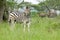 Zebra and two White Rhino in Umfolozi Game Reserve, South Africa, established in 1897