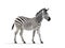 A zebra is a type of horse that is smaller than a horse. But with a tail like a donkey. Generative AI