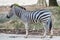 A zebra under captivity in a private zoo