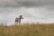 Zebra under a stormy sky.