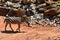 A zebra waking in the zoo