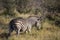 Zebra walking in the African savannah of South Africa, these herbivorous animals are often seen on safari