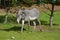 Zebra Walking Amongst Trees in a Cool Climate