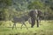 Zebra walking with elephant in the background in Ol Pajeta Conservancy in Kenya