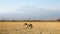 Zebra walking with mt kilimanjaro in the distance at amboseli, kenya