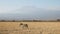 Zebra walking with mt kilimanjaro in the distance at amboseli, kenya