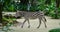 Zebra walking at the park in Bangkok, Thailand