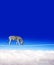 Zebra walking on a rope on the blue sky background