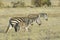 Zebra walking on savanna