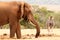 Zebra watching the African Bush Elephant