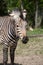 Zebra watching you at Blackpool Zoo