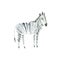 Zebra .Watercolor hand drawn illustration.White background.