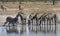 Zebra at a waterhole in Botswana