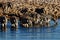 Zebra at a waterhole at sunrise