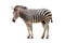 Zebra white background