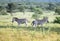 Zebra wild animals